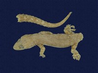 藏品(蝎虎)的圖片